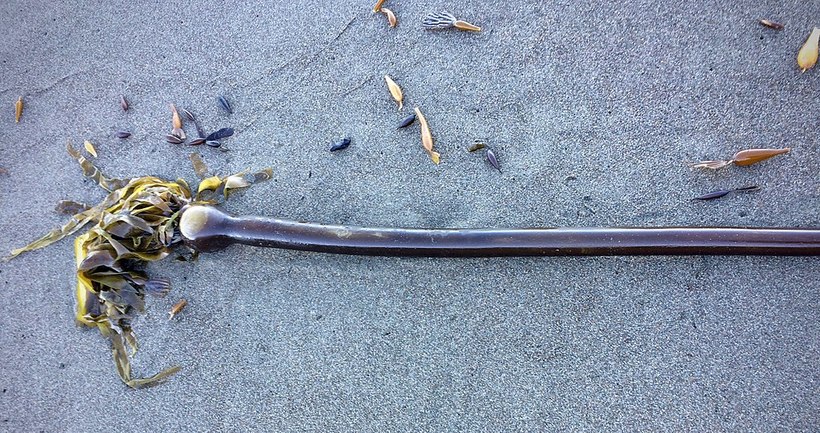 Побережье Чукотки атаковали мерзкие 25-метровые «морские змеи», напугавшие жителей