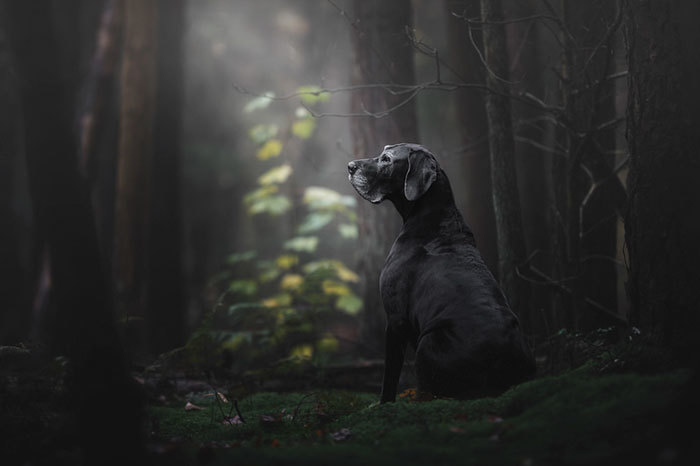 Чудесные победители конкурса лучших фотографий собак, которые сделают день прекраснее