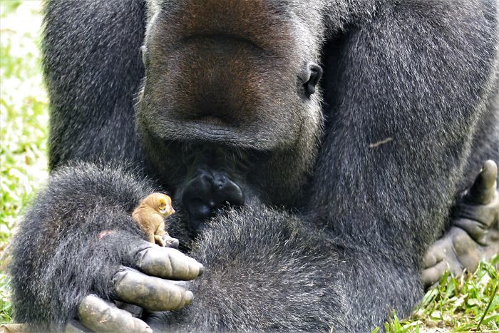 24-летний самец гориллы подружился с крошечным лесным зверьком, и это невероятно