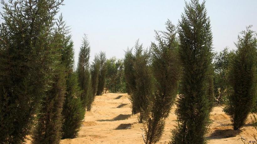 Египетское чудо: как в Египте вырастили более 200 гектаров леса посреди пустыни