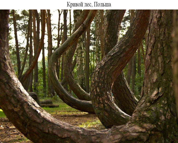19 волшебных лесов со всего мира, которые хотя бы раз нужно увидеть своими глазами 